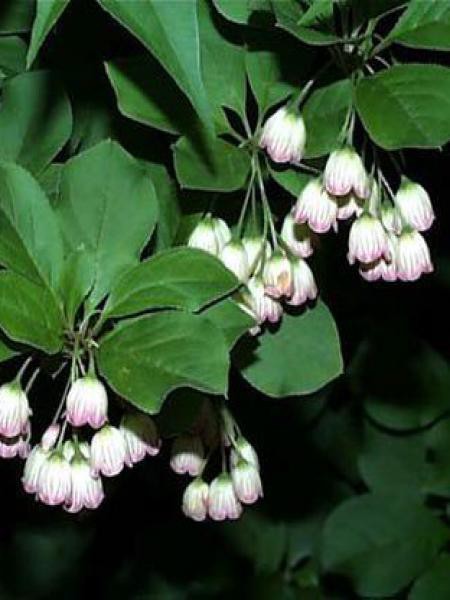 Enkianthus Campanulatus